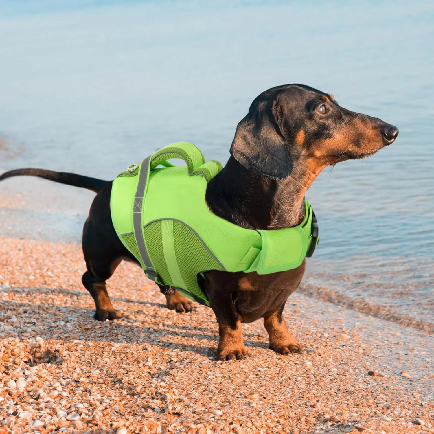Queenmore Adjustable Ripstop Dog Life Vest for Swimming & Boating, Lifesaver with Superior Buoyancy & Rescue Handle, Green, M